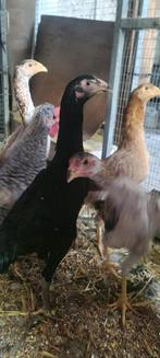 Poule et coq shamo, Dieren en Toebehoren, Ophalen