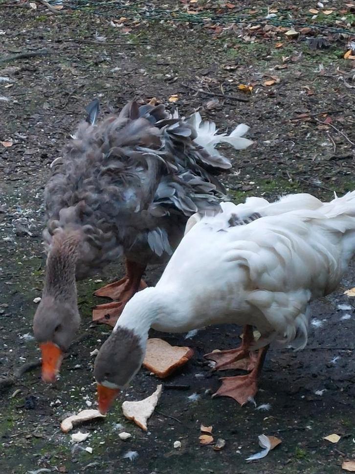 Koppel grijs/ bonte sebastobol krulveer ganzen overjarig, Dieren en Toebehoren, Pluimvee