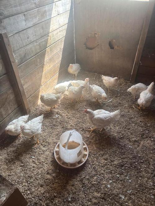 Ross 308/ vleeskippen, Dieren en Toebehoren, Pluimvee, Kip, Meerdere dieren