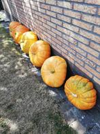 pompoenen, Diversen, Ophalen