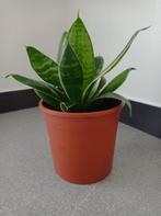 Sanseveria kamerplant, Maison & Meubles, Plantes d'intérieur, Ombre partielle, En pot, Plante verte, Plante succulente