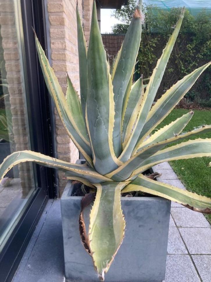 collectie agaven, Tuin en Terras, Planten | Tuinplanten, Vaste plant, Overige soorten, Volle zon, Bloeit niet, Ophalen