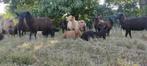 4 maand oude lammen, schapen, ooien en rammen