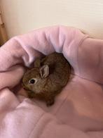 Mini dwerg konijntjes loffelohr, Meerdere dieren, Dwerg, 0 tot 2 jaar