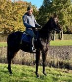 Heel lieve, betrouwbare 5 jarige merrie!, Dieren en Toebehoren, Paarden, Merrie, B, Gechipt, 3 tot 6 jaar