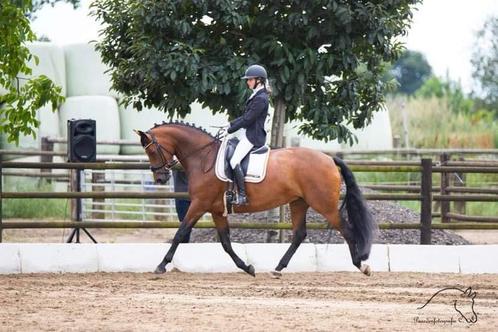 Dressuurpaard te koop, Dieren en Toebehoren, Paarden, Merrie