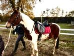Bonte 4,5 jarige pony van 1,44, Dieren en Toebehoren, Pony's
