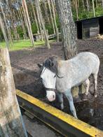 Pony merrie 3 jaar, Dieren en Toebehoren