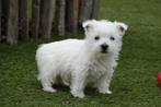 West Highland white terriër pups met stamboom, Dieren en Toebehoren, België, Overige rassen, CDV (hondenziekte), 8 tot 15 weken
