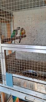 vogels, Animaux & Accessoires, Oiseaux | Perruches & Perroquets