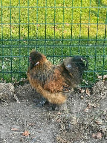 Gratis zijdehoen haan, Mâle, Poule ou poulet