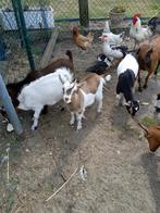 Dwerg geitjes, Dieren en Toebehoren, Schapen, Geiten en Varkens, Meerdere dieren, Geit, 0 tot 2 jaar