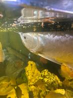 Zilveren arowana, Dieren en Toebehoren, Vis, Zoetwatervis
