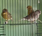 Glosters kanaries, Dieren en Toebehoren