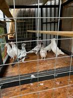 Duiven hoger vlieg, Dieren en Toebehoren, Vogels | Duiven