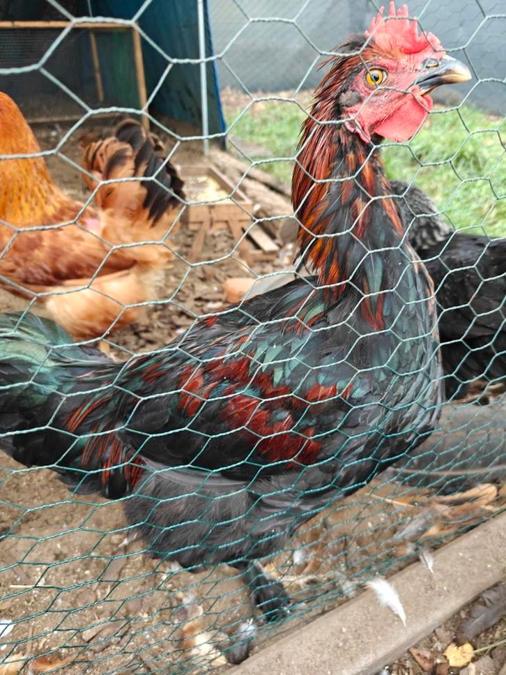 2 Jonge hanen, Dieren en Toebehoren, Pluimvee, Kip, Mannelijk