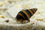 Helena Slakken - Laatste stuks, Dieren en Toebehoren, Vissen | Aquariumvissen, Slak of Weekdier, Zoetwatervis, Schoolvis