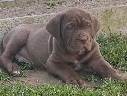 Cane corso pups, Dieren en Toebehoren, Honden | Bulldogs, Pinschers en Molossers, Meerdere dieren, Overige rassen, Fokker | Professioneel