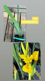 Lot de 19 plantes aquatiques pour étang, Tuin en Terras, Planten | Tuinplanten, Ophalen, Vaste plant, Vijverplanten