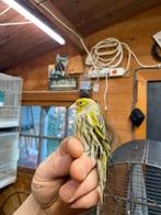 Kruisingen sijs x geel mozaïek kanarie, Dieren en Toebehoren, Mannelijk, Wildzangvogel, Geringd