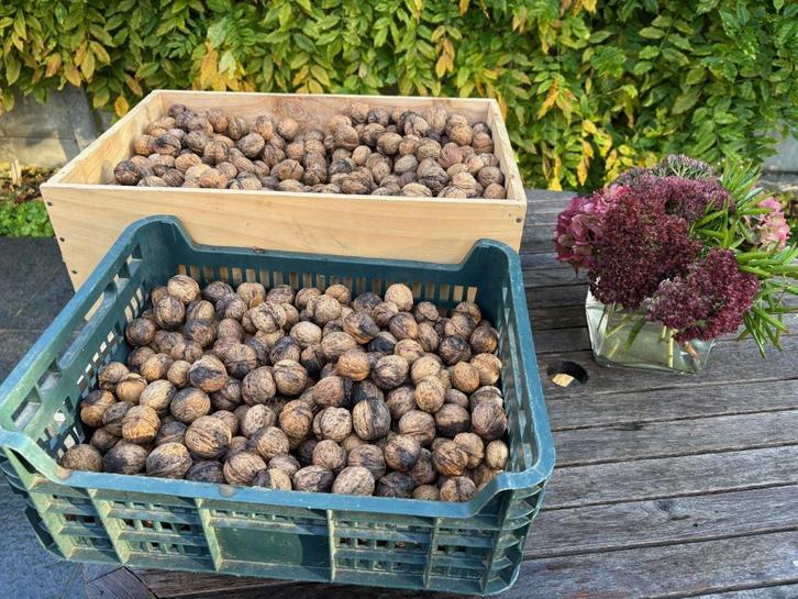 Walnoten te koop, Diversen, Levensmiddelen, Ophalen