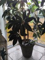 Plante artificielle, Huis en Inrichting, Kamerplanten, Ophalen of Verzenden