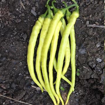 Yalova Corbaci | Peper Plant | Laatste stuk beschikbaar voor biedingen