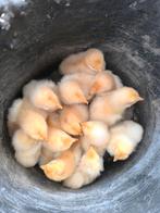 7 brahma hen kuikens Buff columbia, Dieren en Toebehoren, Pluimvee