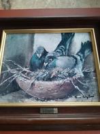 Pigeons reproducteurs, Antiquités & Art, Enlèvement ou Envoi