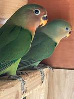 Kleine papagaai, Dieren en Toebehoren, Vogels | Parkieten en Papegaaien, Meerdere dieren, Dwergpapegaai of Agapornis