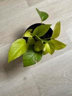 Lemon lime philodendron pothos, Huis en Inrichting, Kamerplanten, Ophalen, Groene kamerplant