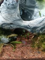 Red rilli, Dieren en Toebehoren, Vissen | Aquariumvissen