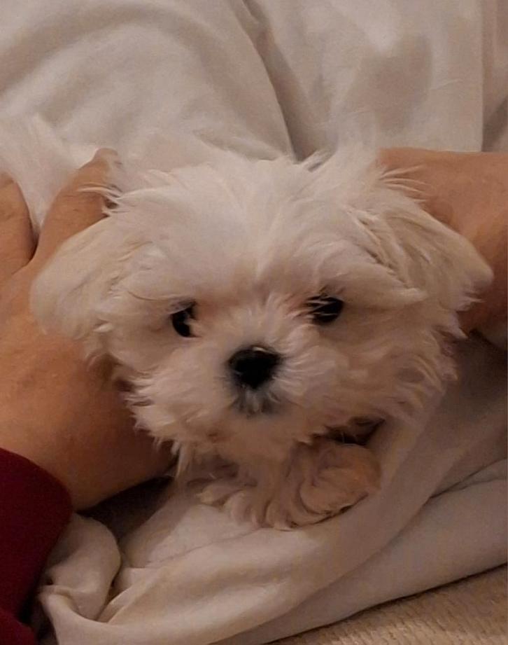Bichon maltais  Nain, Dieren en Toebehoren, Honden | Chihuahua's en Gezelschapshonden, Teef, Maltezer, Fokker | Hobbymatig, Eén hond
