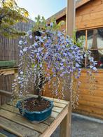 Wisteria Floribunda bonsai - Wisteria bonsai, Tuin en Terras, Overige soorten, Lente, Minder dan 100 cm, Ophalen