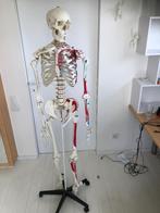 Anatomisch skelet 180cm, Diversen, Ophalen, Zo goed als nieuw