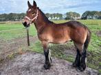 Te koop nederlands trekpaard donkerbruin hengstveulen, Dieren en Toebehoren, Hengst