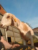 Tamme gecastreerde bok, Dieren en Toebehoren, Schapen, Geiten en Varkens
