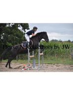 Lease/verzorg paard/pony gezocht, Dieren en Toebehoren, Paarden