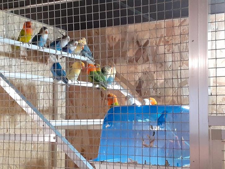 Agapornis inséparables Fischer ( fischeri ), Dieren en Toebehoren, Vogels | Parkieten en Papegaaien