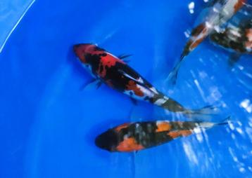 mooie handpicked Tosai   beschikbaar voor biedingen