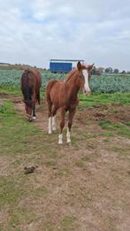 Paard en veulen te koop, Dieren en Toebehoren, Paarden, Merrie