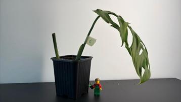 Monstera esqueleto (6) beschikbaar voor biedingen
