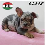 Franse Bulldog pups – charmant en vol karakter, Dieren en Toebehoren, 15 weken tot 1 jaar, Buitenland, CDV (hondenziekte), Meerdere