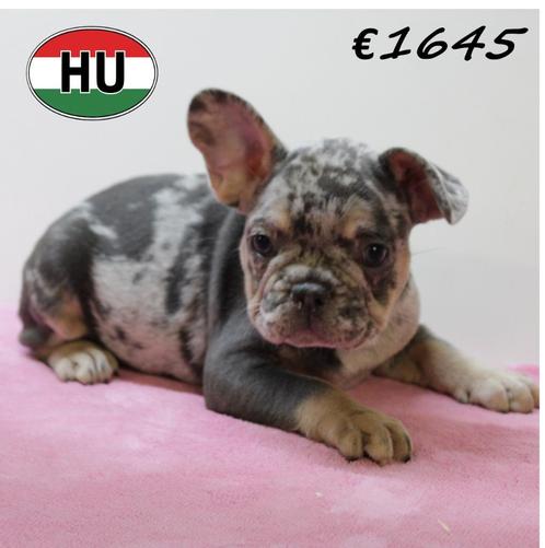 Franse Bulldog pups – charmant en vol karakter, Dieren en Toebehoren, Honden | Chihuahua's en Gezelschapshonden, Meerdere dieren