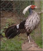 witkuif fazant, Dieren en Toebehoren, Vrouwelijk