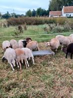 Lammeren te koop kruising dorper x easy care, Dieren en Toebehoren, Schapen, Geiten en Varkens