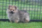 Dwergkees pups ,pomeriaan,keeshond ,spitz pup, België, Keeshond, 8 tot 15 weken, Meerdere