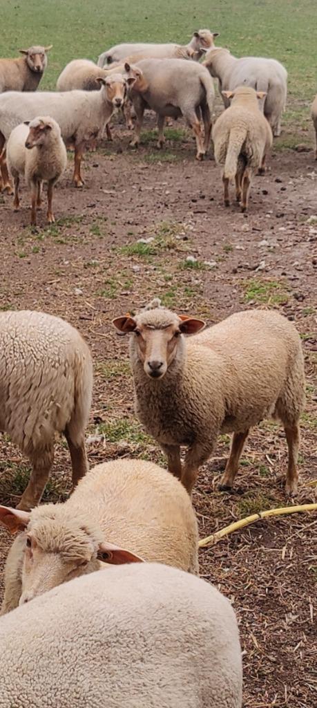 Lakense schapen te koop, Dieren en Toebehoren, Schapen, Geiten en Varkens, Schaap, Meerdere dieren, 0 tot 2 jaar