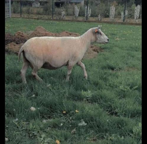 Scheren van schapen & alpaca’s, Dieren en Toebehoren, Schapen, Geiten en Varkens