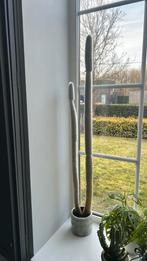 Cactus met pot, Maison & Meubles, Plantes d'intérieur, Enlèvement, Cactus